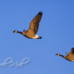 Geese