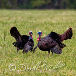 Wild Turkey