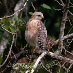 Red Tailed Hawk