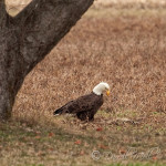 American Bald Eagle