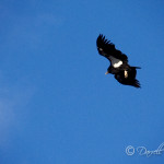 California Condor