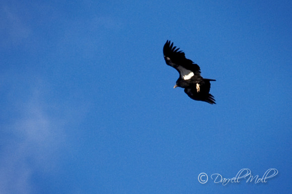California Condor