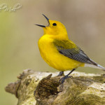 Prothonotary Warbler