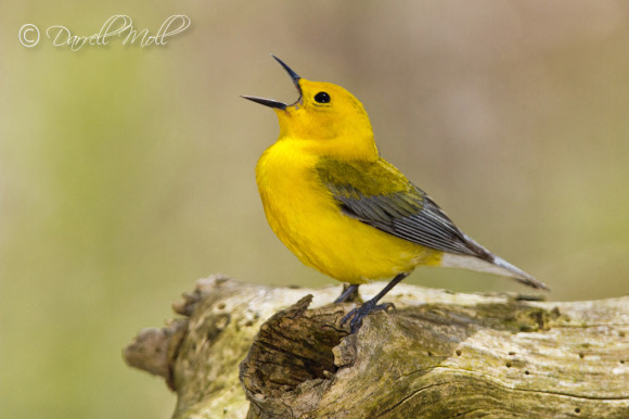 Prothonotary Warbler