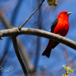 Scarlet Tanager