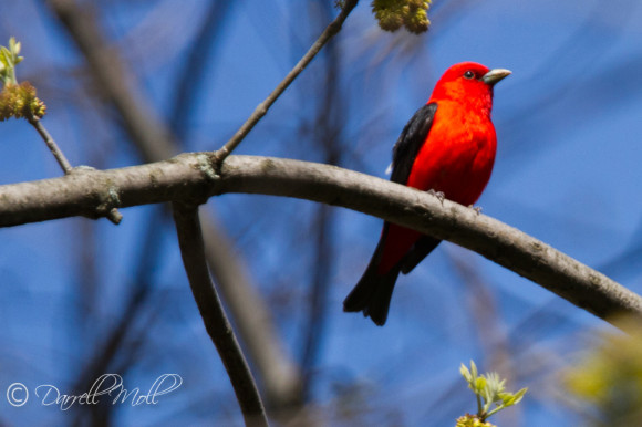 Scarlet Tanager