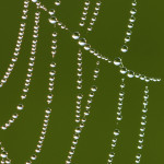 Early Morning Dew on Spider Web