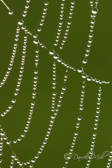Early Morning Dew on Spider Web