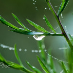 Early Morning Dew