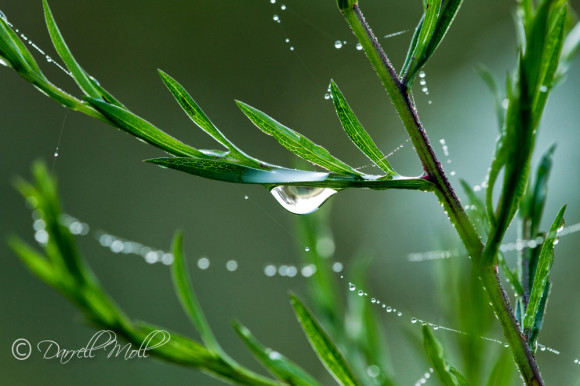 Early Morning Dew