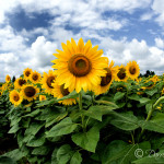 Sunflower Field