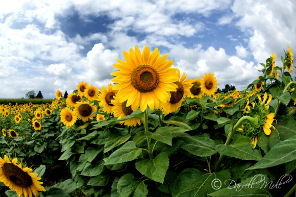 Sunflower Field
