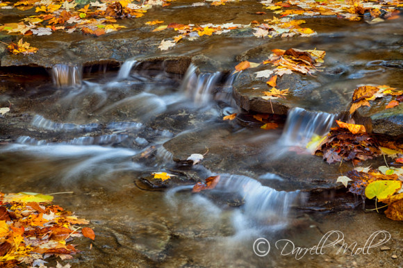Leaves & Water