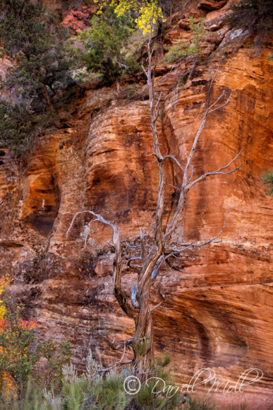 Zion National Park