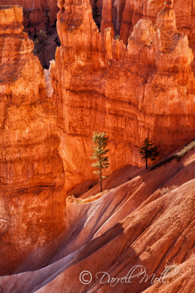 Bryce National Park