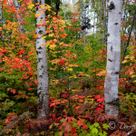 Fall Color & Birch Trees