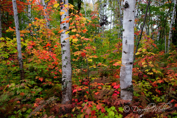 Fall Color & Birch Trees