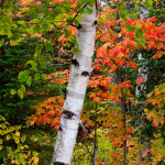 Fall Color & Birch Trees