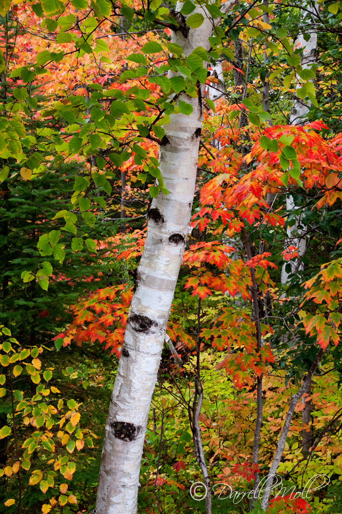 Fall Color & Birch Trees