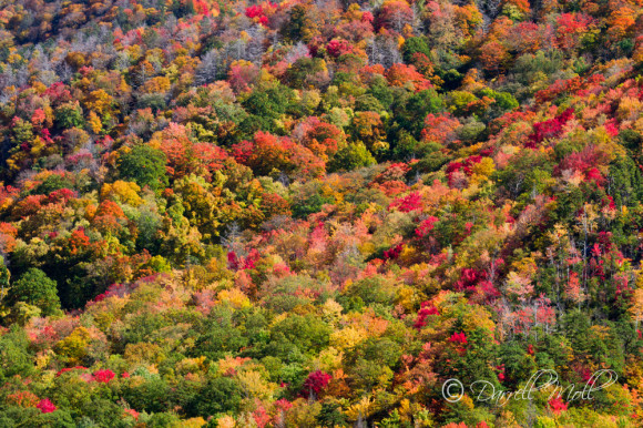Fall in the Great Smokies