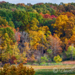 Fall Colors