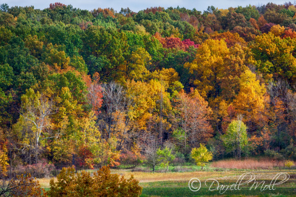 Fall Colors