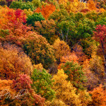 Fall Colors
