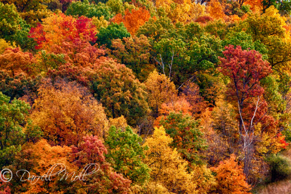 Fall Colors