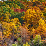 Fall Colors