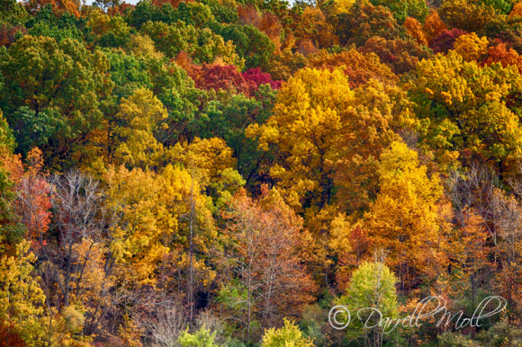 Fall Colors