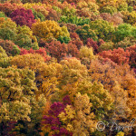 Fall Colors