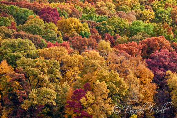 Fall Colors