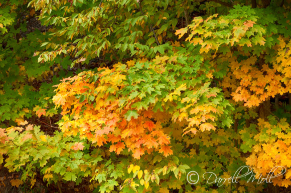 Fall Colors