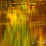 Reflections of Trees