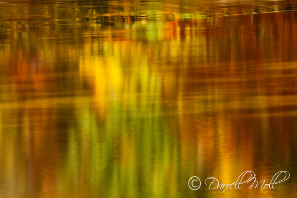 Reflections of Trees