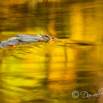 Reflections of Trees
