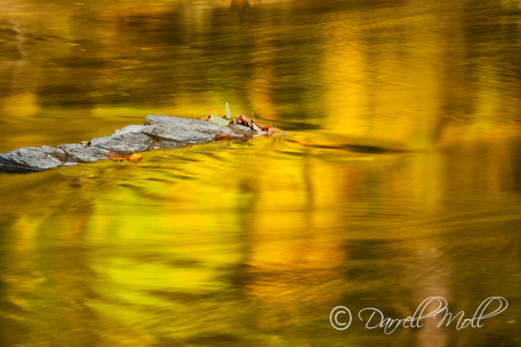 Reflections of Trees