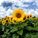Sunflower Field