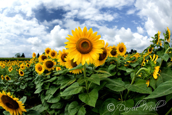 Sunflower Field