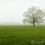 Fog & Tree