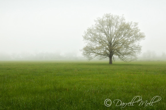 Fog & Tree