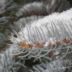 Snow Covered Branch