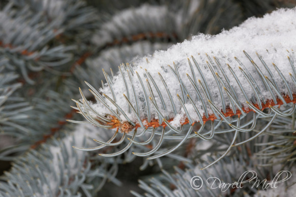 Snow Covered Branch
