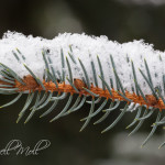 Snow Covered Branch