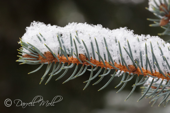 Snow Covered Branch