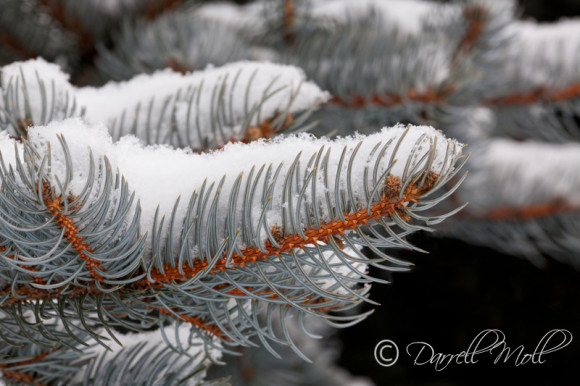 Snow Covered Branch