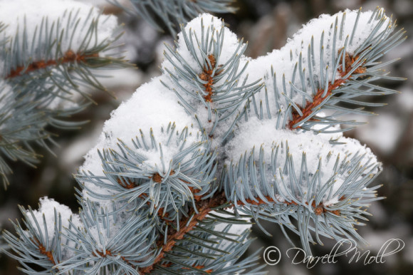 Snow Covered Branch
