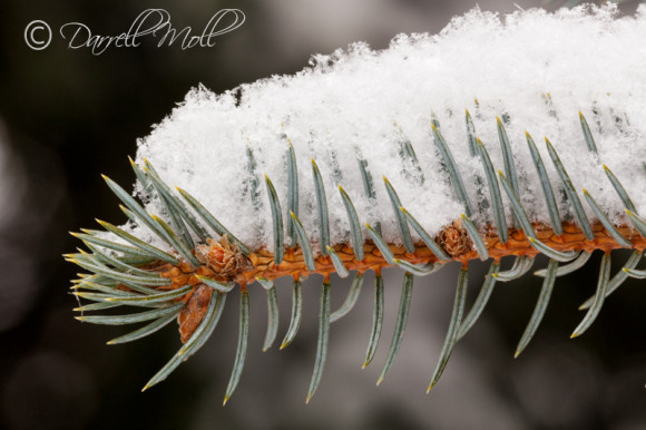Snow Covered Branch