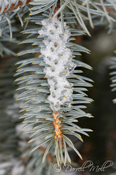 Snow Covered Branch